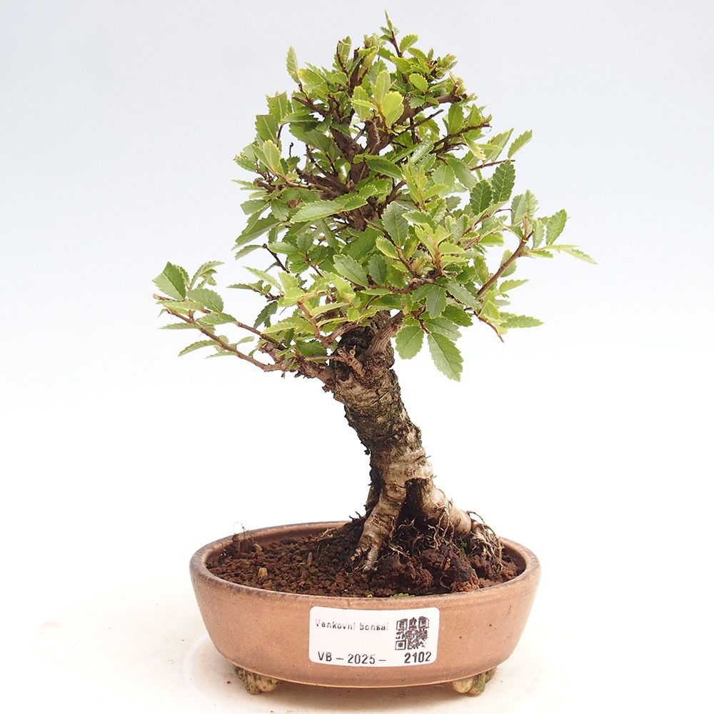 Vonkajšie bonsai - Zelkova - Zelkova Nirom