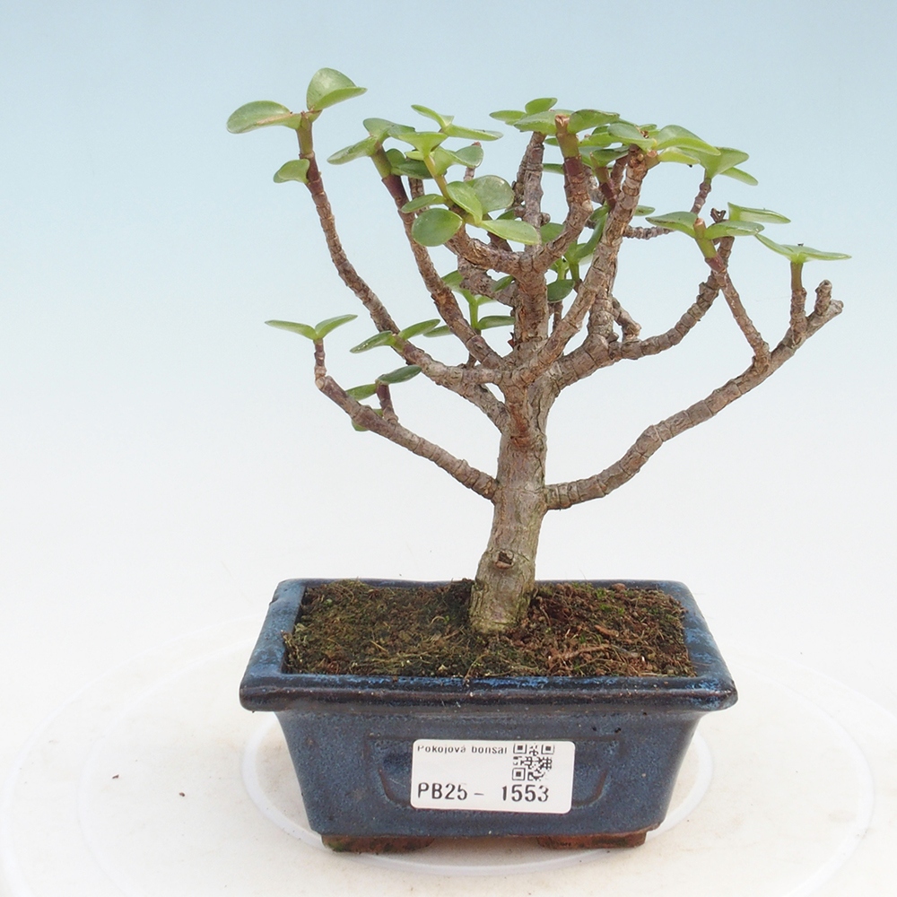 Izbová bonsai - Portulakaria Afra - Tlustice