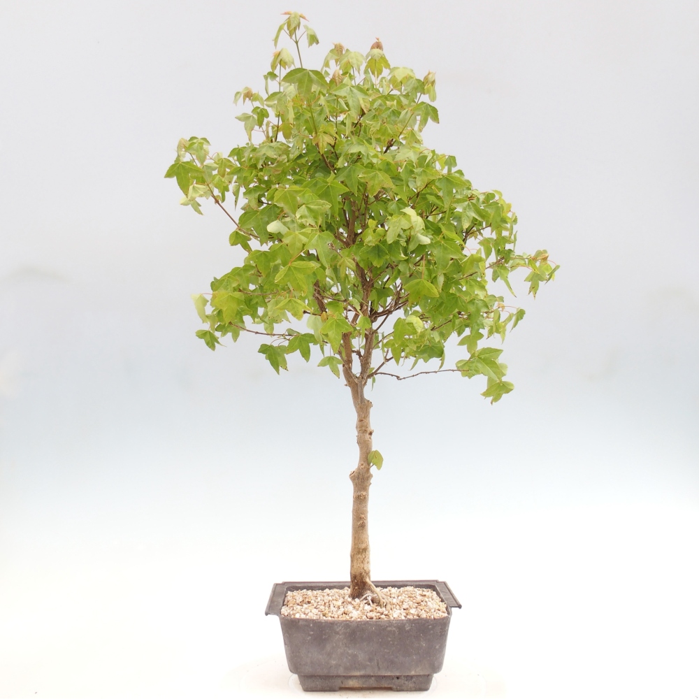 Vonkajšia bonsaj - Acer Buergerianum - Hamburgerový javor