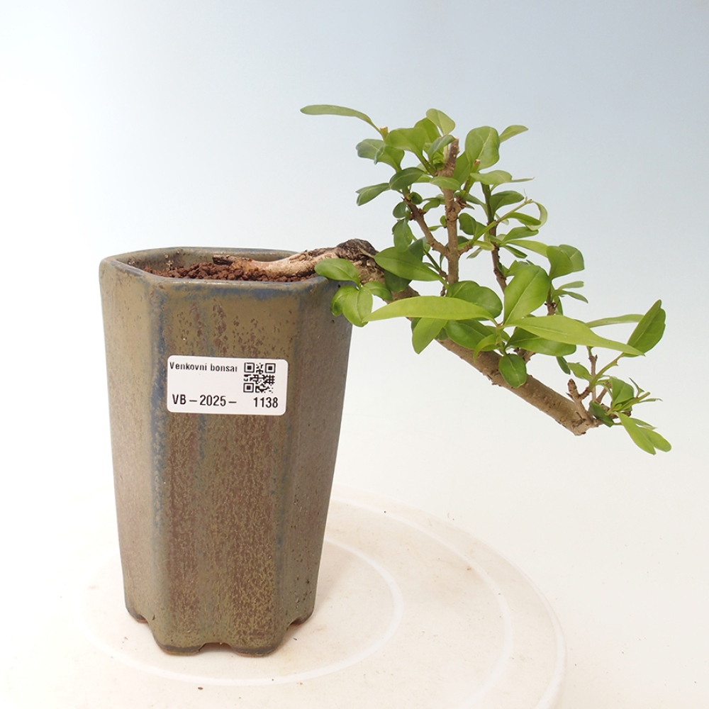 Vonkajšie bonsai - Prunus spinosa - trnka