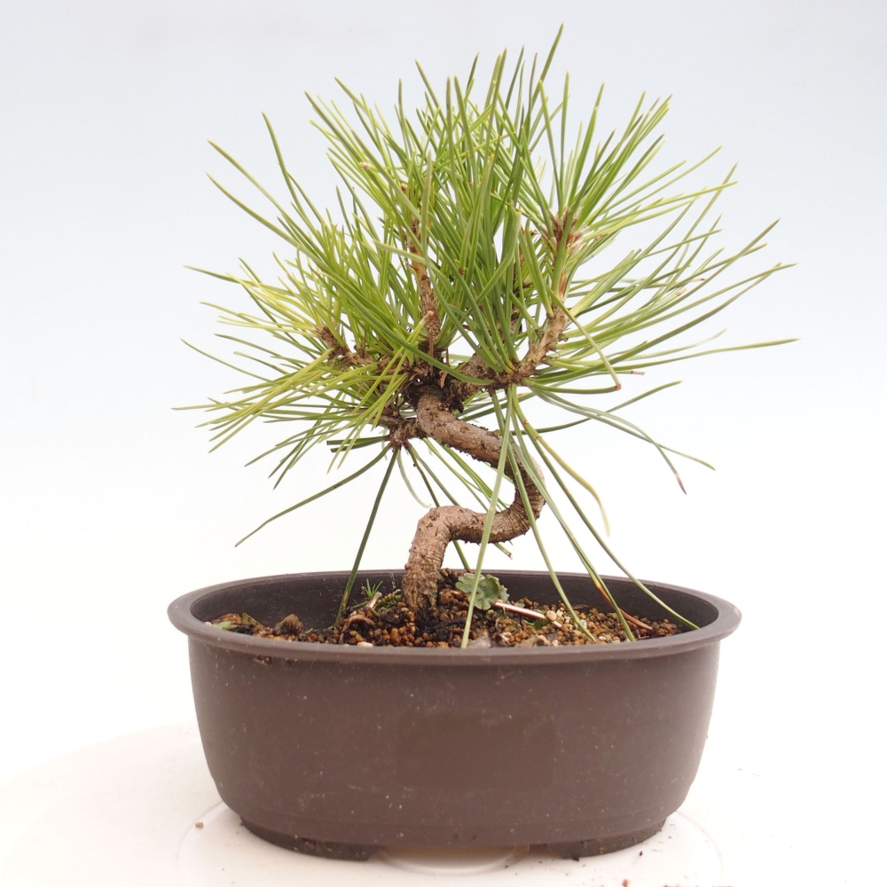 Vonkajší bonsai - Pinus thunbergii - Borovica thunbergova