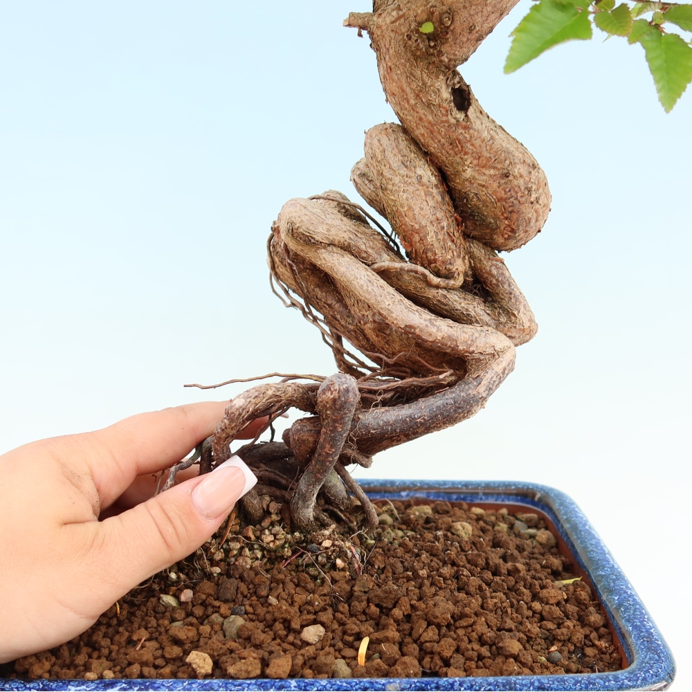 Vonkajší bonsaj -Carpinus coreana - Hrab kórejský