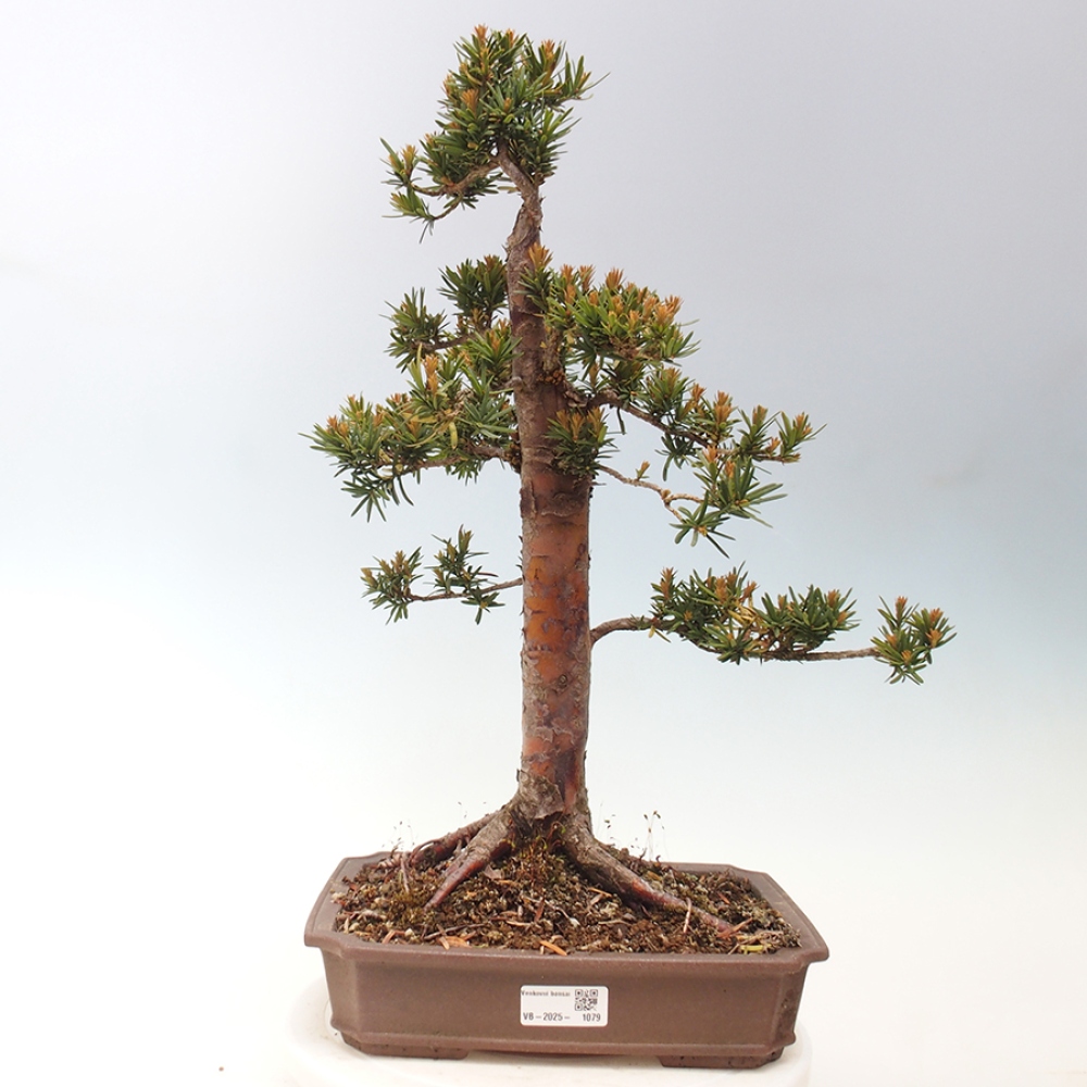 Vonkajší bonsai - Taxus cuspidata - Tis japonský