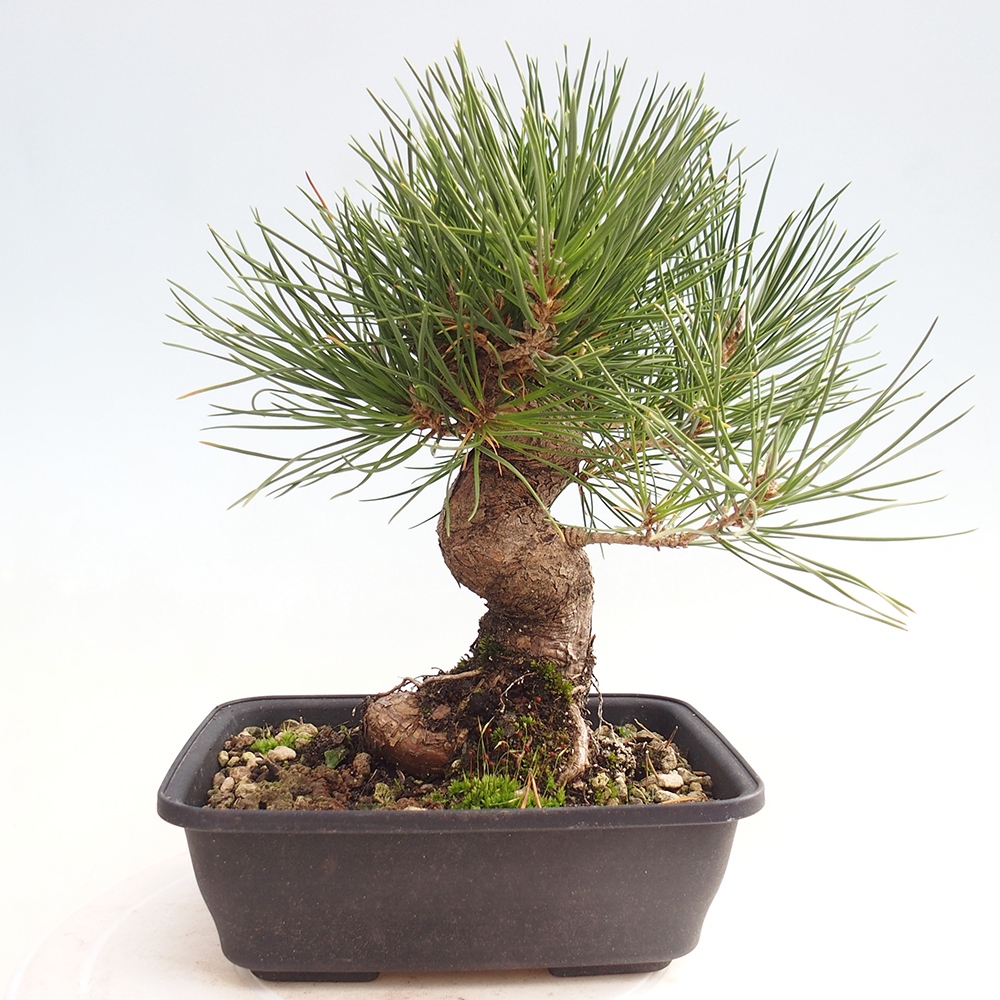Vonkajšie bonsaje - Pinus thunbergii - borovica Thunbergova