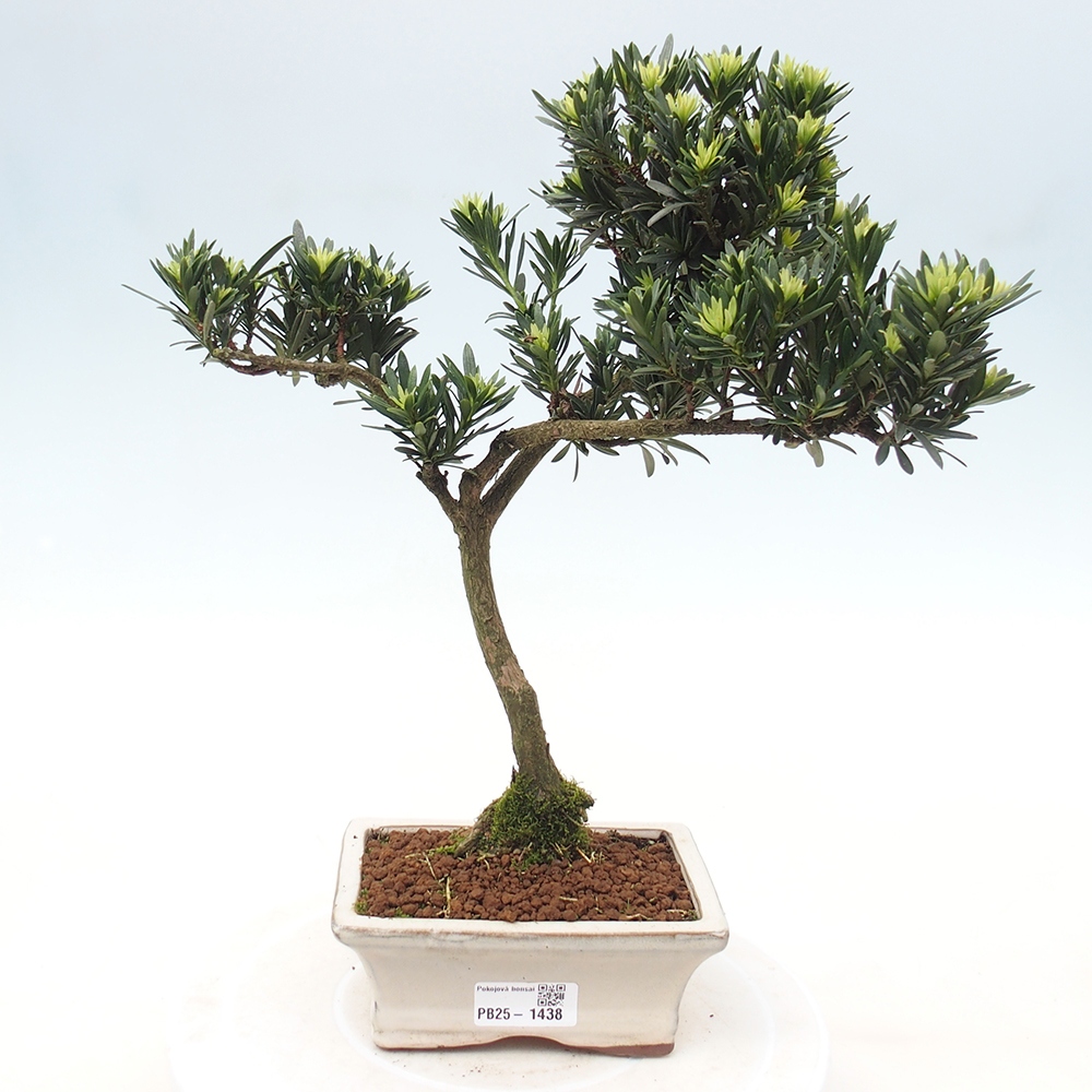 Izbová bonsai - Podocarpus - Kamenný tis