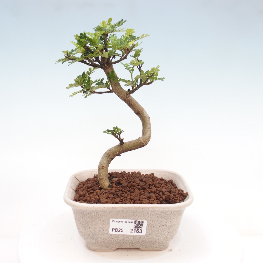 Izbová bonsai -Ligustrum chinensis - Vtáčí zob