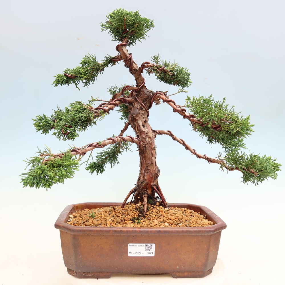 Vonkajší bonsaj - Juniperus chinensis Kishu