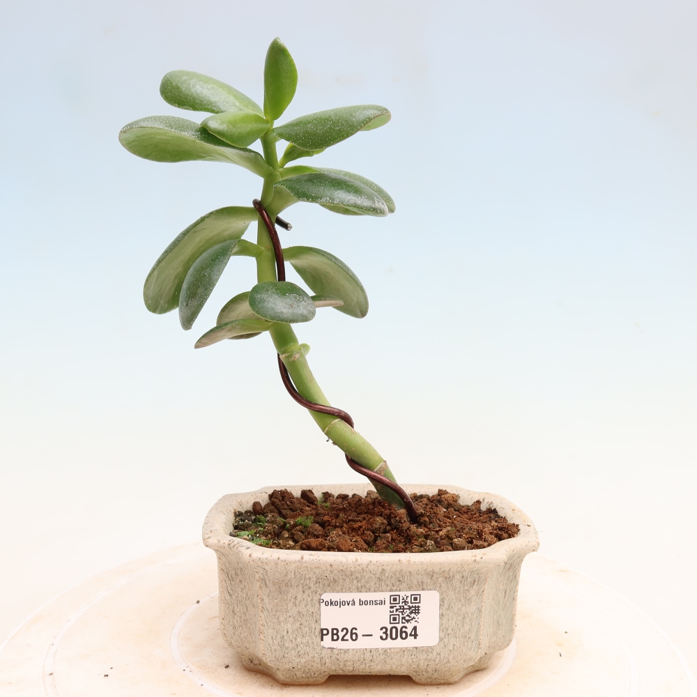 Izba bonsai – Crassula ovata