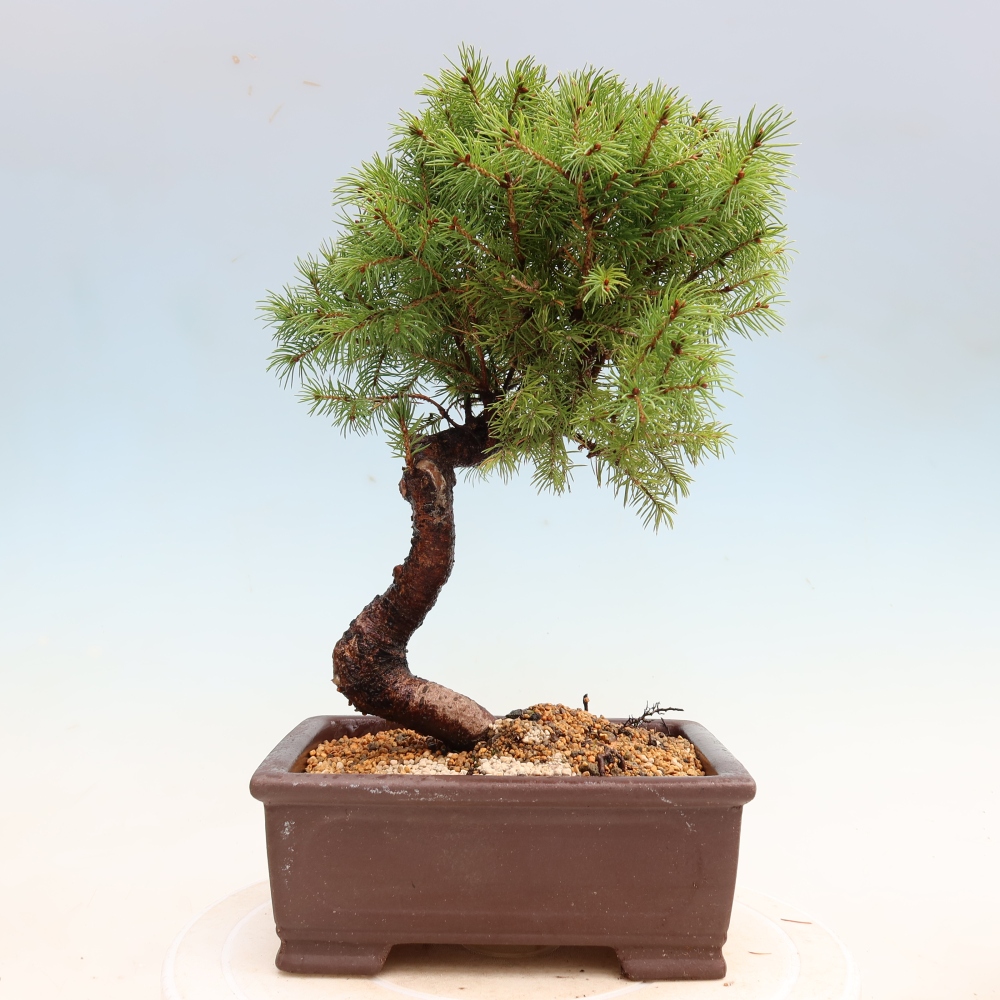 Vonkajší bonsai – Smrek sivý – Picea glauca globe