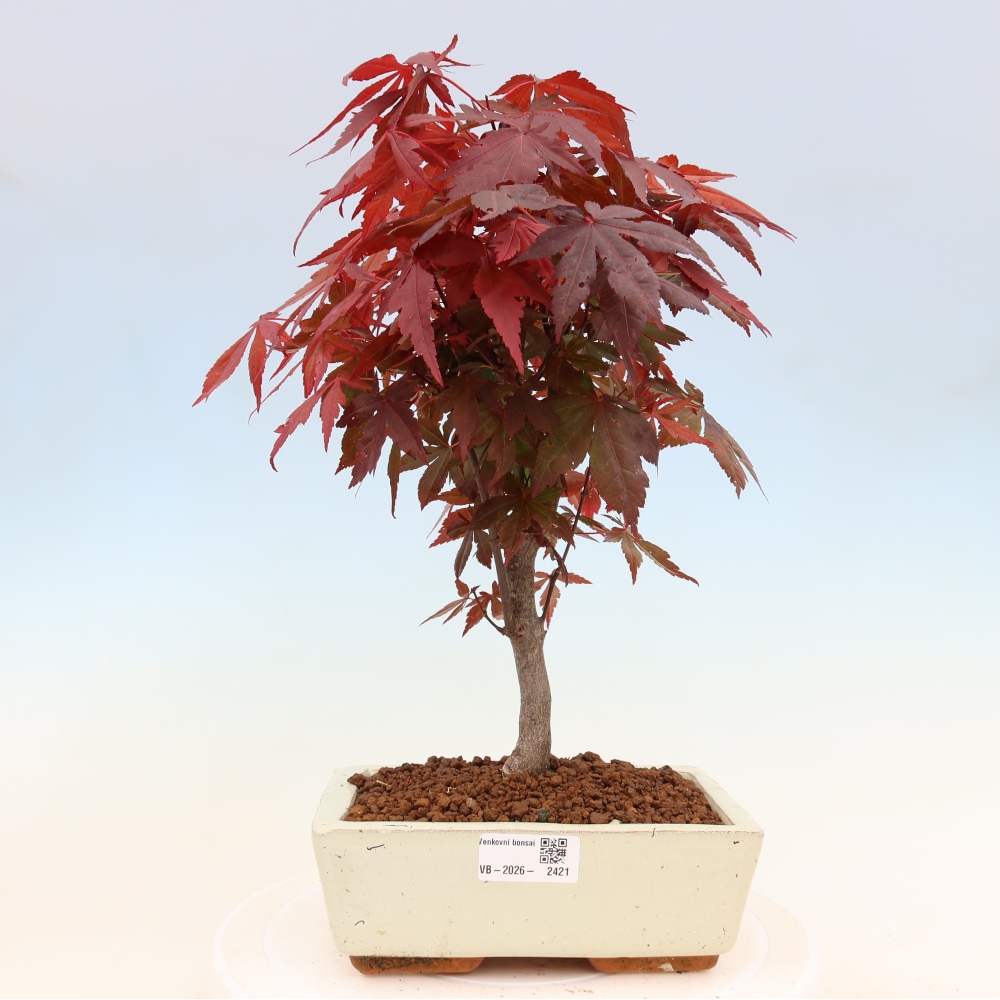 Vonkajšia bonsaj - palma Acer. Atropurpureum-Javor palmový