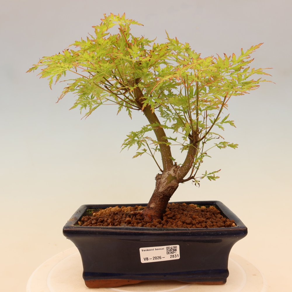 Vonkajší bonsai – Acer palmatum Dissectum – javor dlaňolistý 