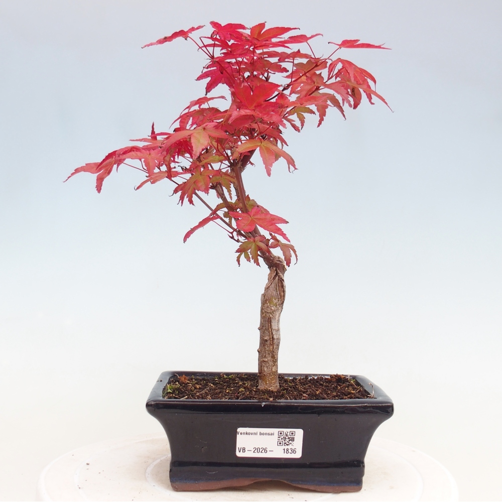 Vonkajší bonsaj - Acer palmatum DESHOJO