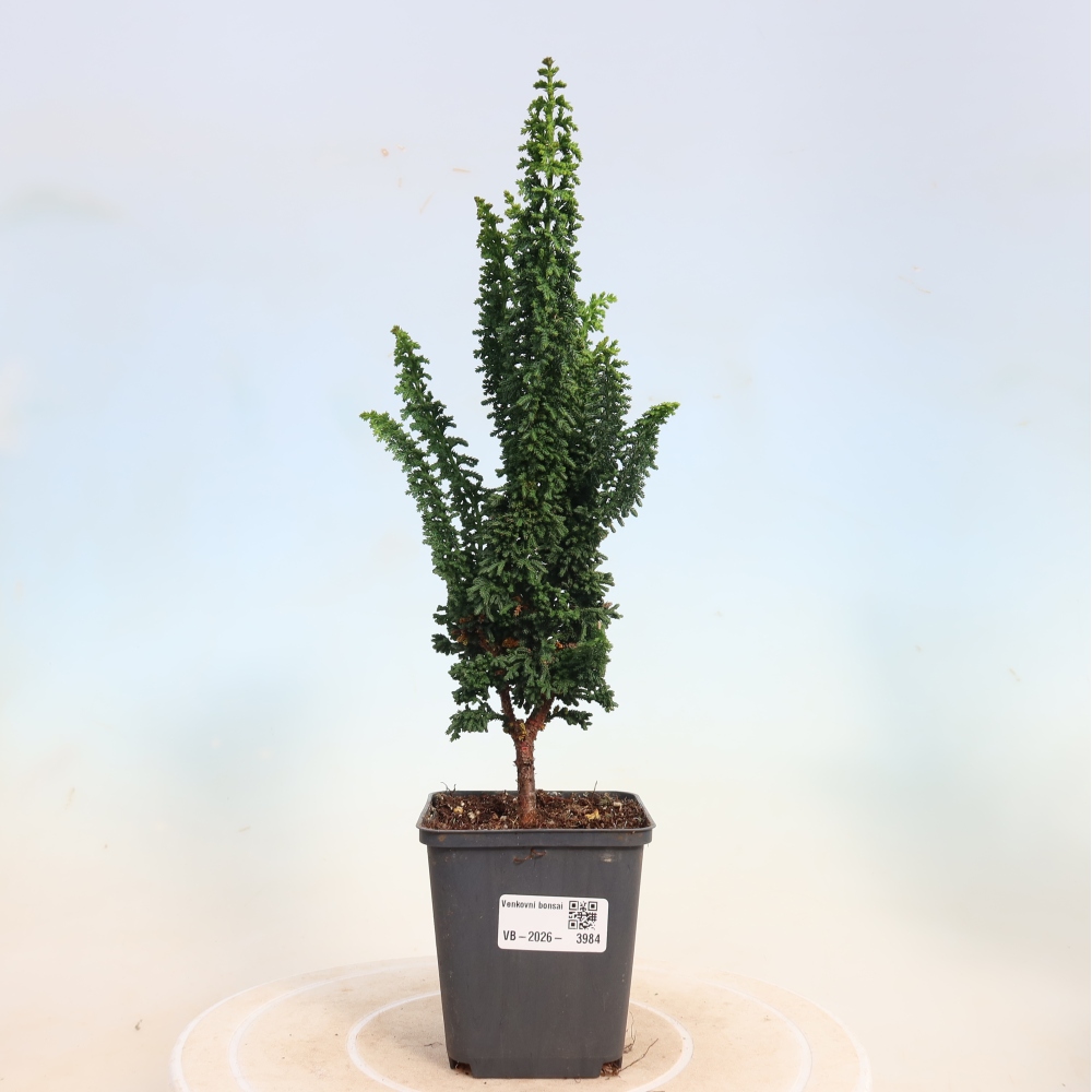 Vonkajší bonsaj - Cham. obtusa SEKKA HINOKI - Cypruštek