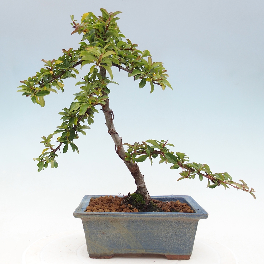 Vonkajšie bonsaje-Pyracantha Teton -Hlox