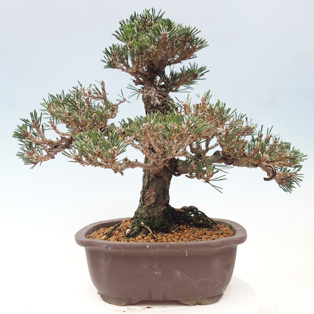 Vonkajší bonsaj - Pinus thunbergii Kotobuki - borovica Thunbergova