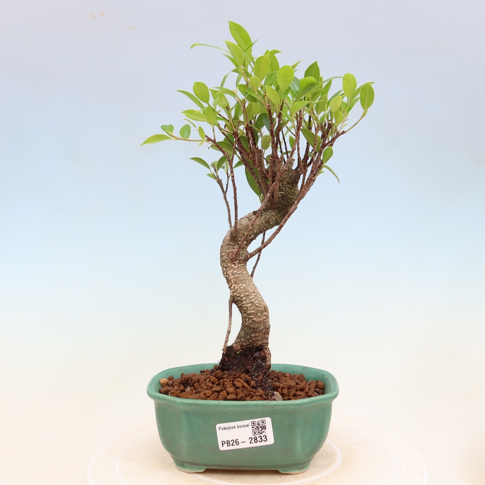 Izbové bonsaje - Ficus kimmen - drobnolistý fikus