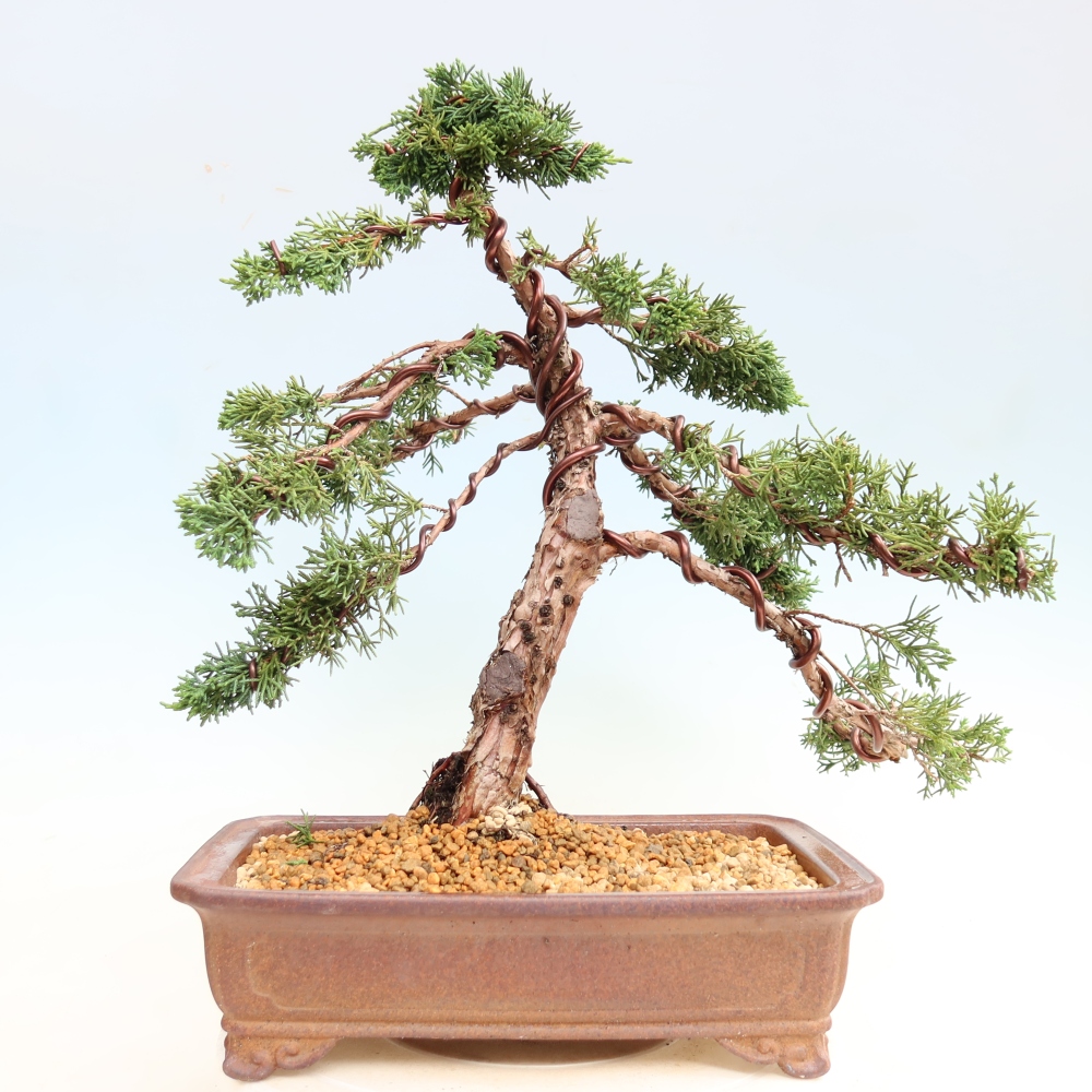 Vonkajší bonsaj - Juniperus chinensis Kishu
