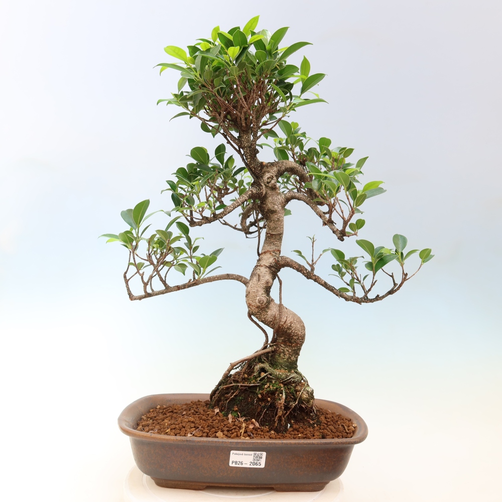 Izbové bonsaje - Ficus kimmen - drobnolistý fikus