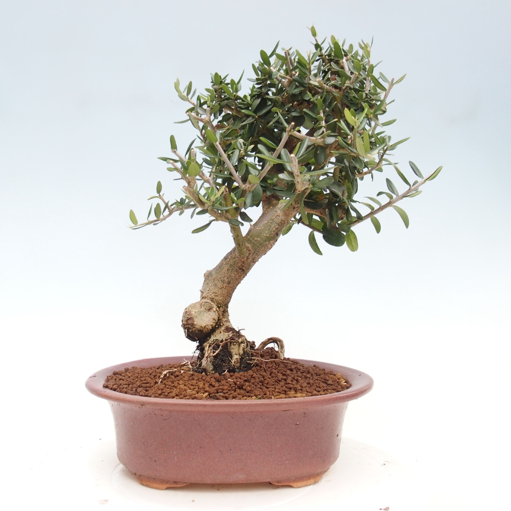 Izbová bonsai - Olea europaea sylvestris -Oliva evropská drobnolistá