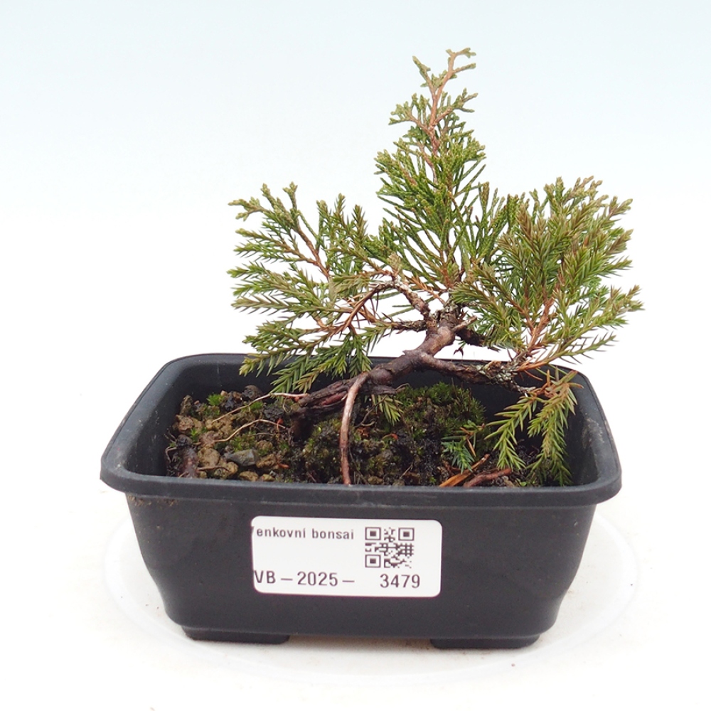 Vonkajší bonsai - Juniperus chinensis Itoigawa -Jalovec čínsky