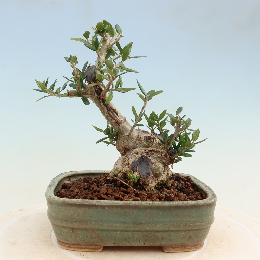 Izbový bonsaj - Olea europaea sylvestris
