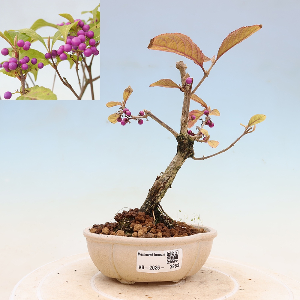 Vonkajší bonsai – krásnoplodka – Callicarpa bodinierova profusion