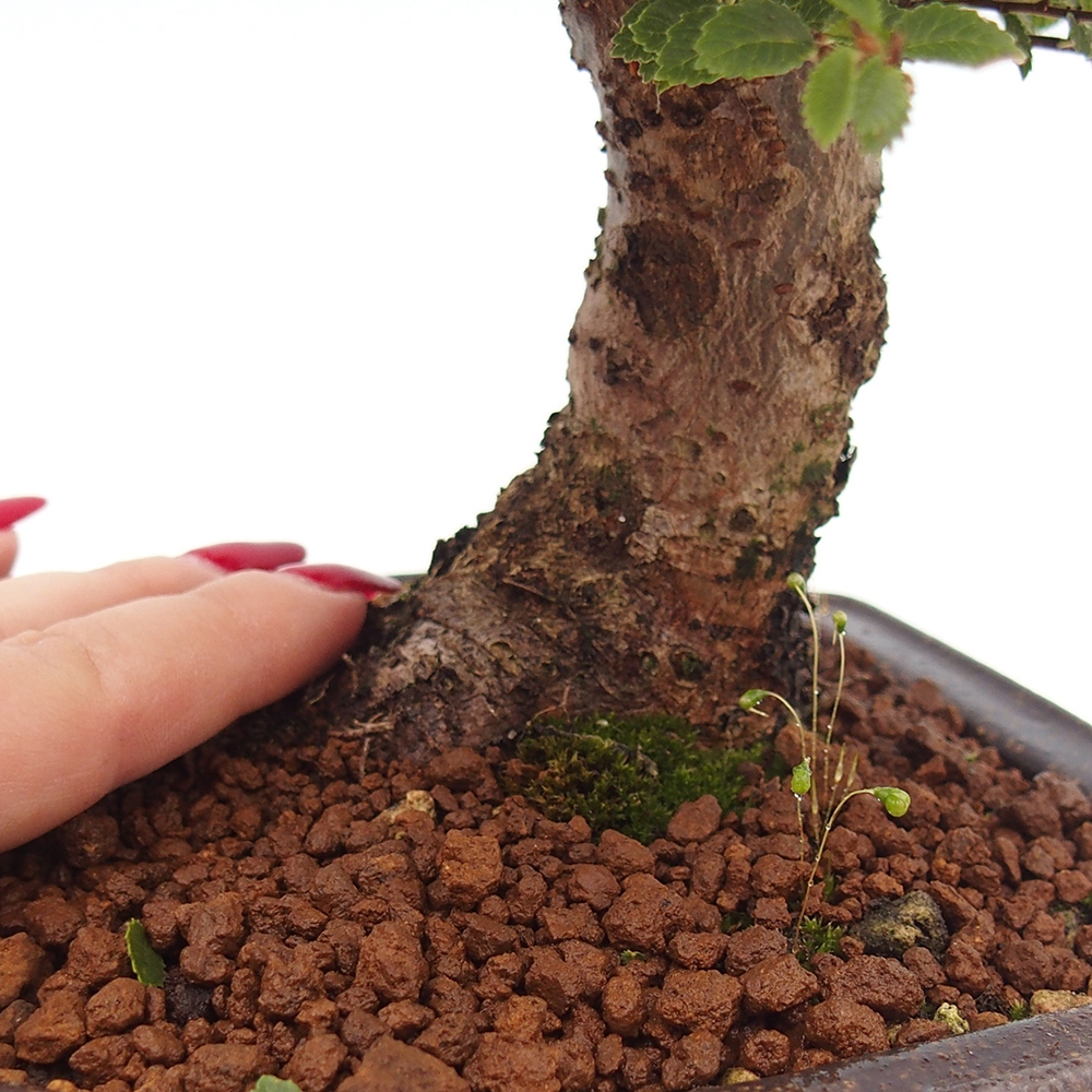 Vonkajší bonsai - Ulmus parvifolia Hokkaido - brest Čínsky