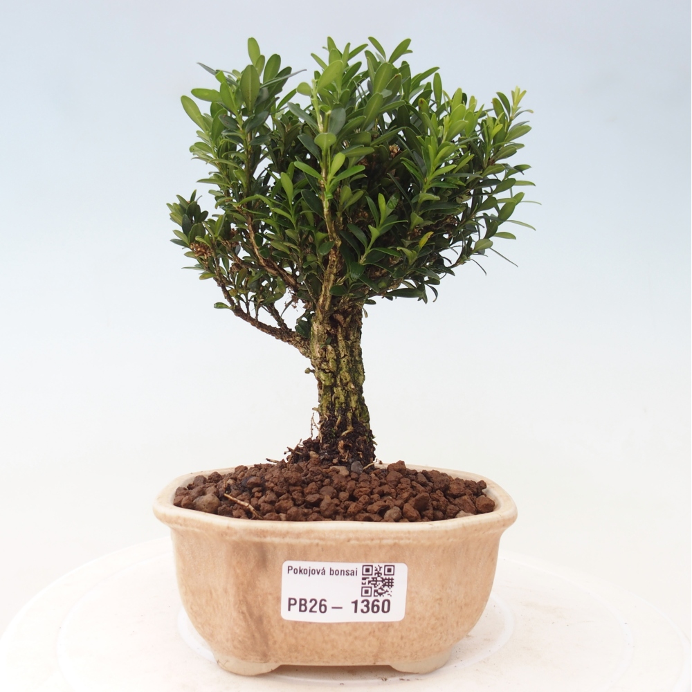 Izbové bonsaje - Buxus harlandii - korkový buxus
