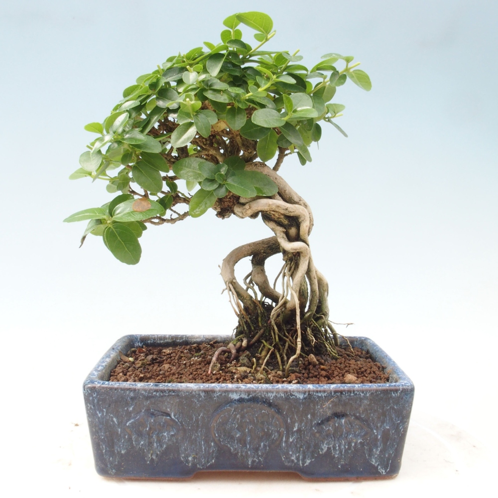 Izbová bonsai - Premna serratifolia - Kozlovoň malolistá