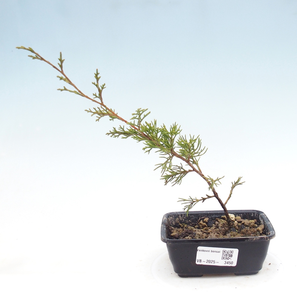 Vonkajší bonsaj - Juniperus chinensis Itoigawa