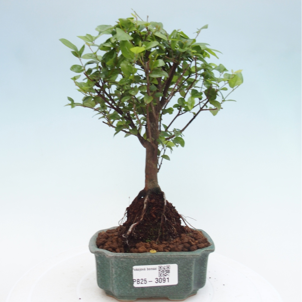 Izbová bonsai - Sagerécie thea - Sagerécie thea