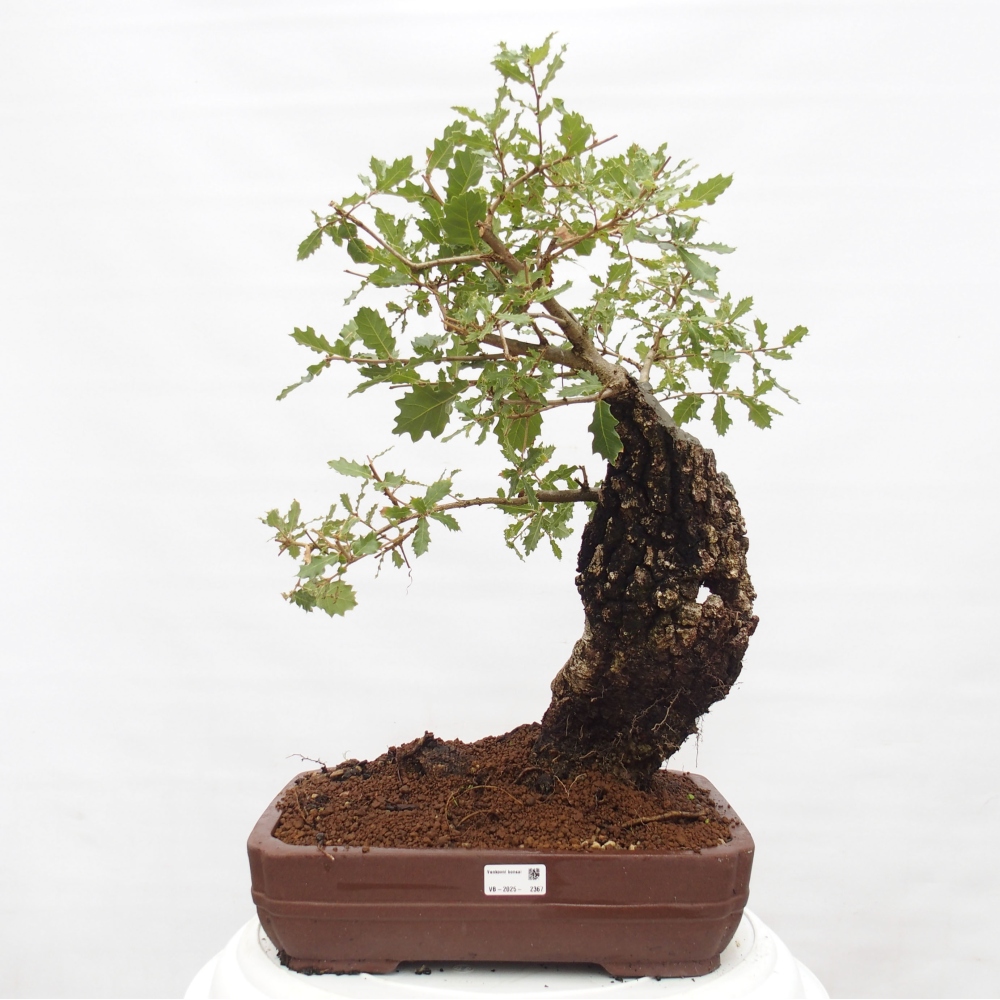 Yamadori - Quercus Ilex -Dub cezmínovitý