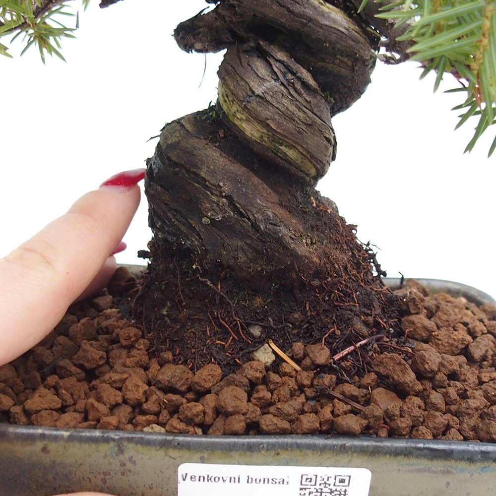 Vonkajšie bonsai - Jalovec Rigid - Juniperus Rigid