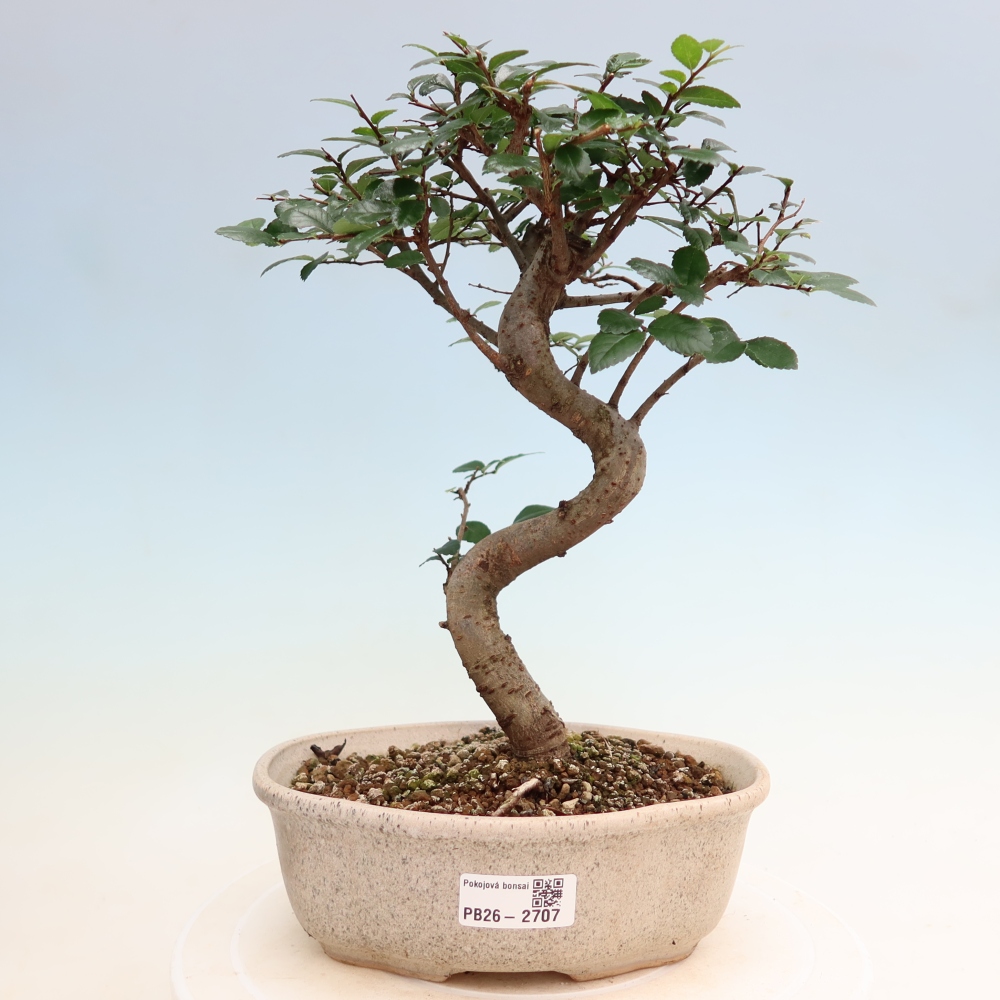 Izbový bonsaj - Ulmus parvifolia - brest malolistý