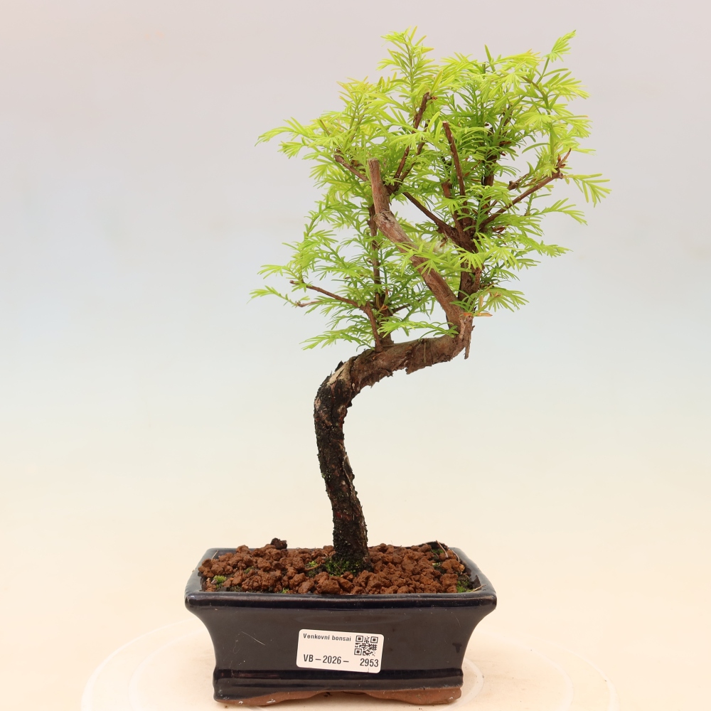 Vonkajšie bonsaje - Metasequoia glyptostroboides - čínska metasekvoja