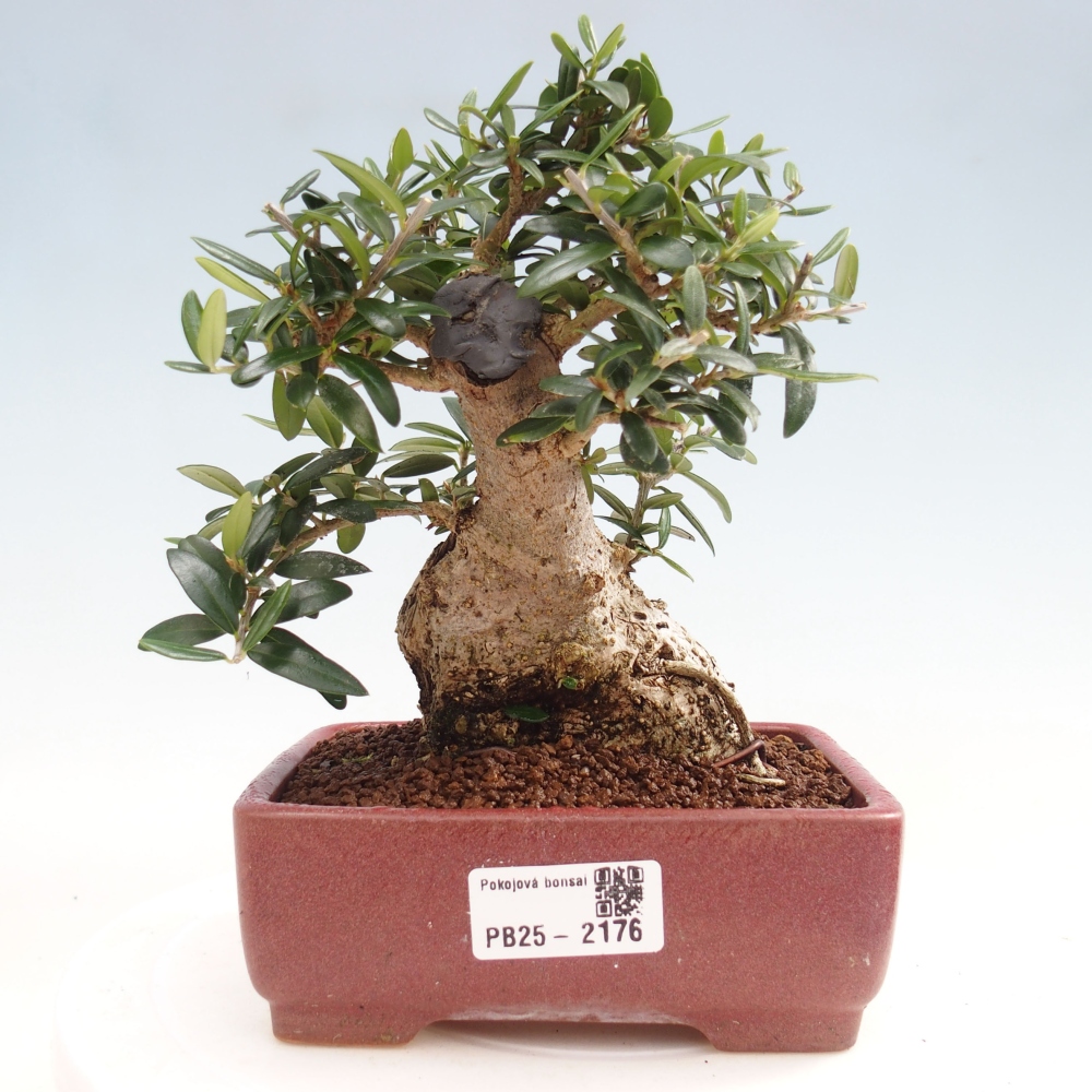 Izbová bonsai - Olea europaea sylvestris -Oliva evropská drobnolistá