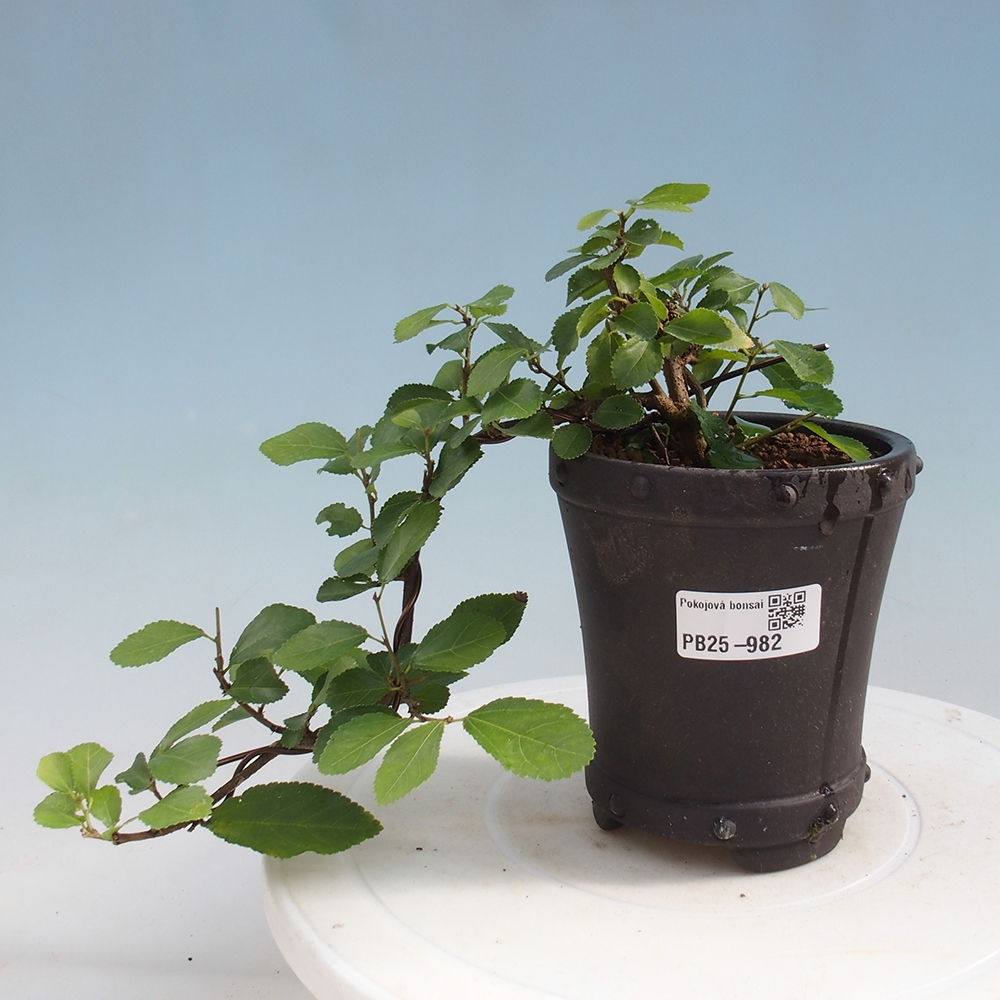 Izbová bonsai - Grewia occidentalis - Hviezdica levanduľová
