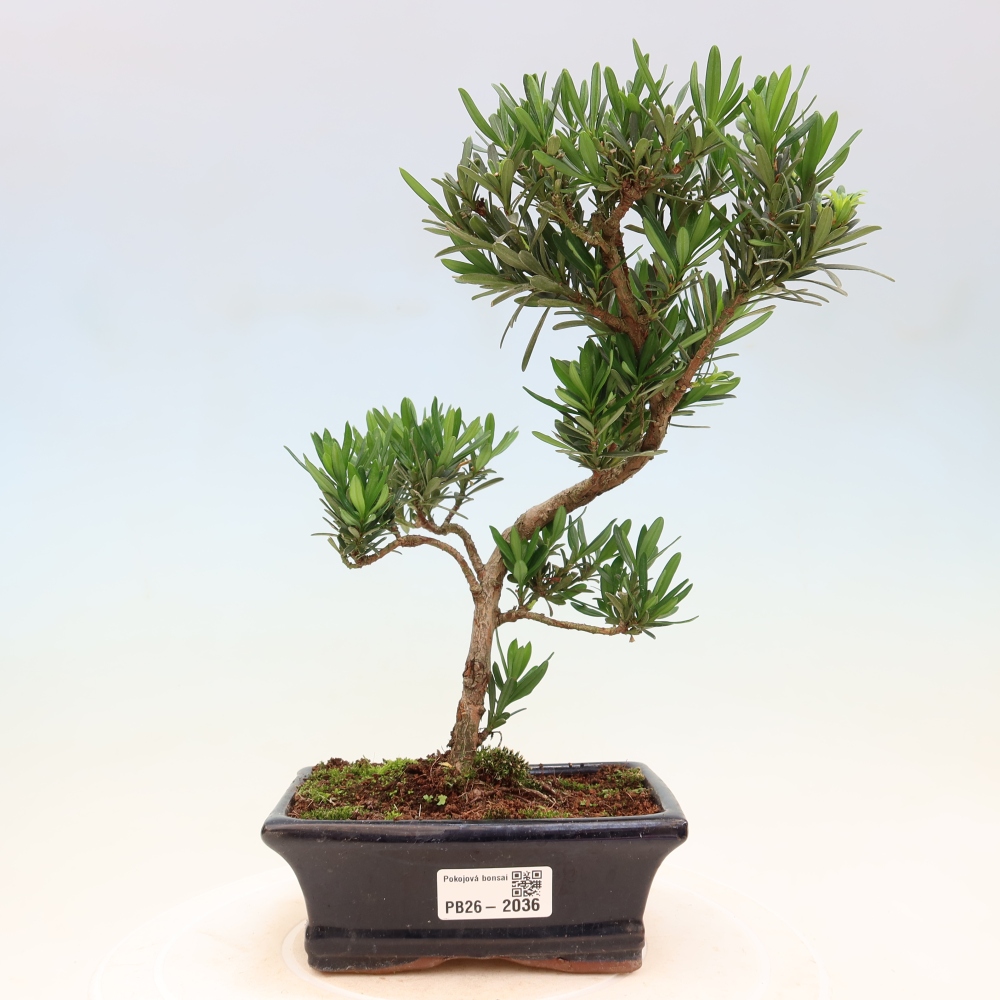 Izbové bonsaje - Podocarpus - Kamenný tis