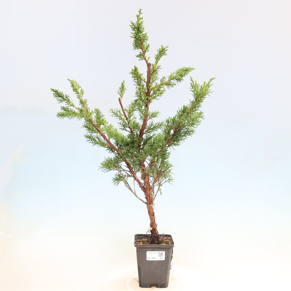 Vonkajší bonsaj - Juniperus chinensis Kishu