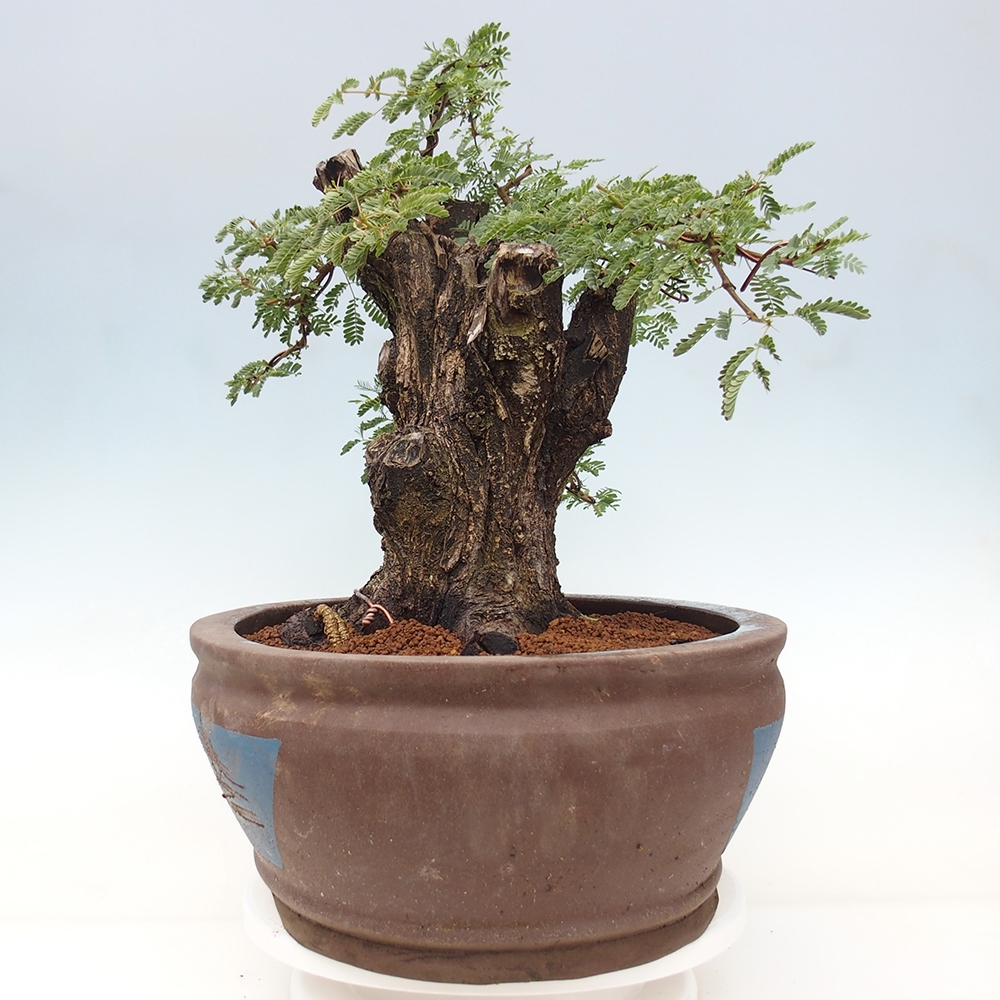 Izbová bonsai - Akacia Arabica
