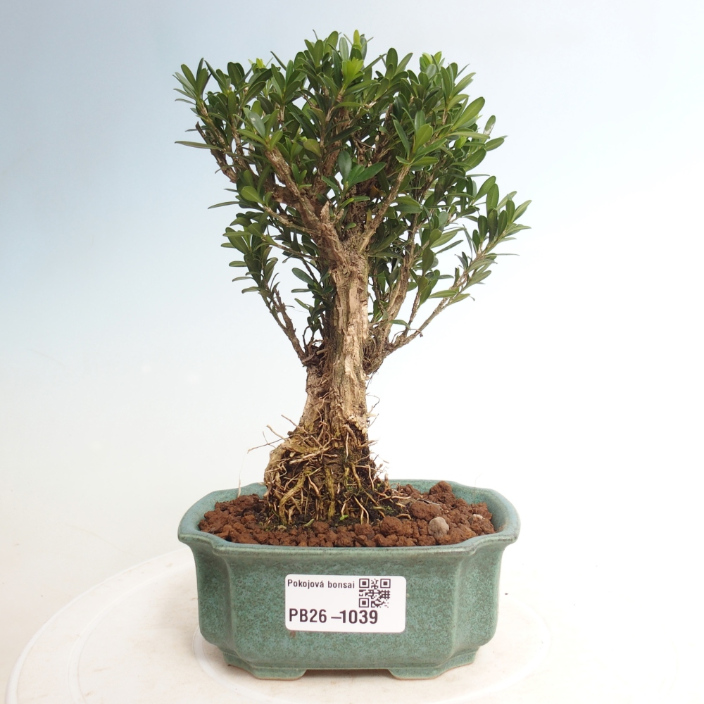 Izbové bonsaje - Buxus harlandii - korkový buxus
