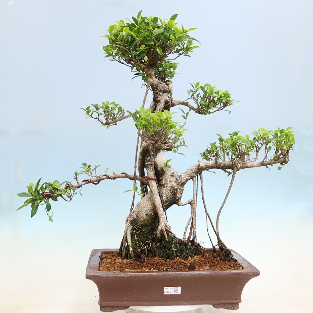 Izbové bonsaje - Ficus kimmen - drobnolistý fikus
