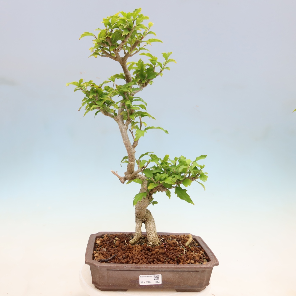 Vonkajší bonsai – Hibiscus syriacus – ibištek sýrsky