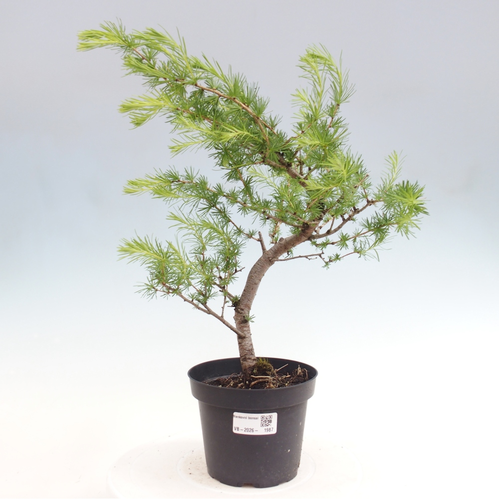 Vonkajšie bonsaje -Larix decidua - Smrekovec