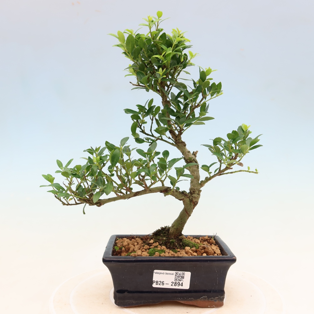 Izbový bonsaj - Ilex crenata - Cesmína