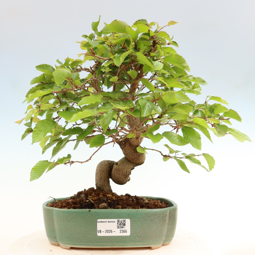 Vonkajší bonsaj -Carpinus coreana - Hrab kórejský