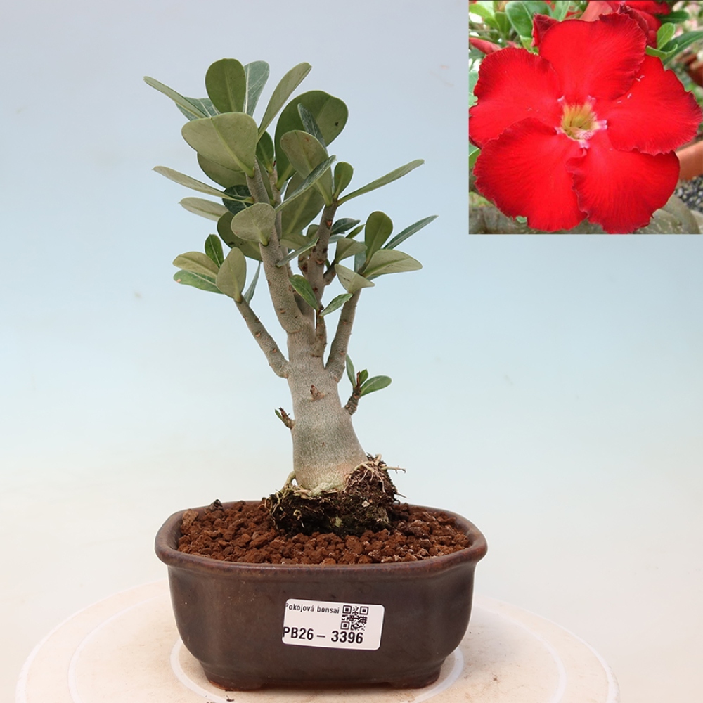 Izba bonsai – Adenium obesum Red Star – Púštna ruža