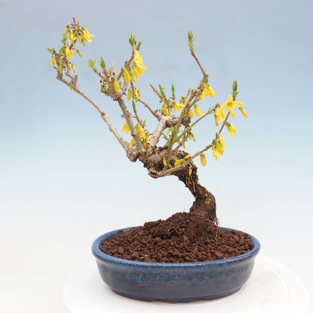 Vonkajšie bonsaje - Zlatice - Forsythia koreana