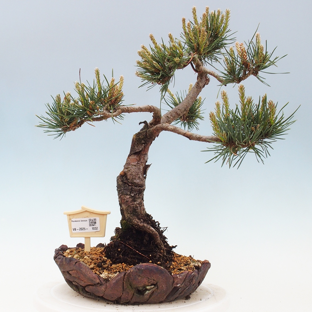 Vonkajšie bonsai - Pinus Sylvestris - Borovica lesná
