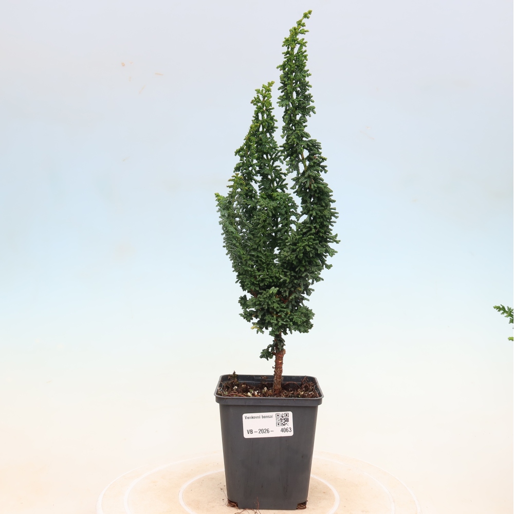 Vonkajší bonsaj - Cham. obtusa SEKKA HINOKI - Cypruštek